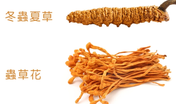 冬蟲夏草健康風險 冬蟲夏草健康風險