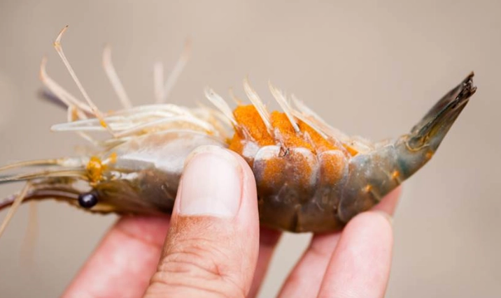 蝦子營養 蝦子營養