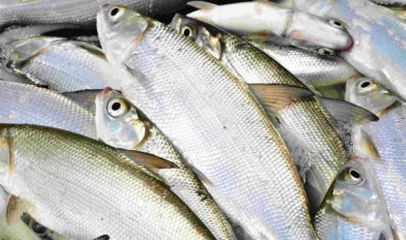 虱目魚健康風險 虱目魚健康風險