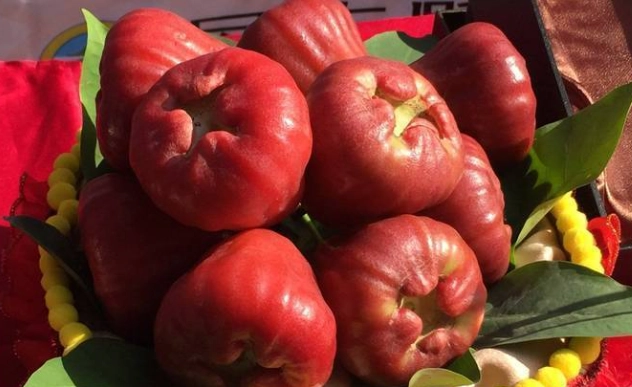 蓮霧料理 蓮霧料理