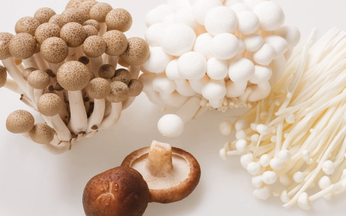 素食蛋白質來源