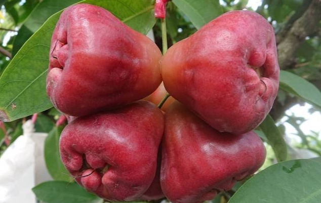 蓮霧怎麼吃 蓮霧怎麼吃