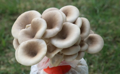 秀珍菇不能和什麼一起吃 秀珍菇不能和什麼一起吃