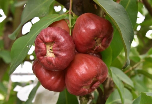 蓮霧食用禁忌 蓮霧食用禁忌