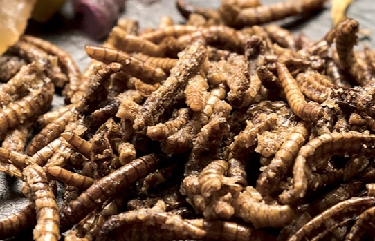 冬蟲夏草食用方法 冬蟲夏草食用方法