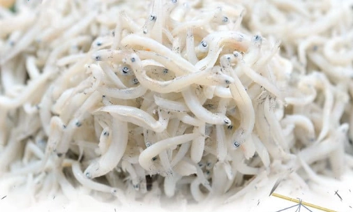 吻仔魚營養價值