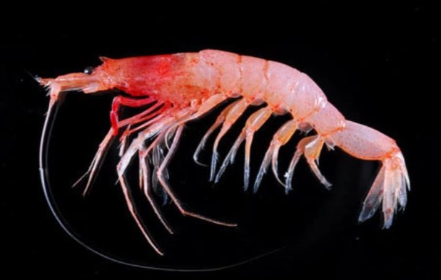 櫻花蝦食用風險