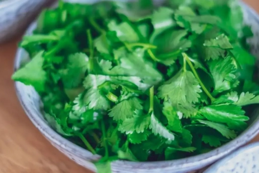 芫荽副作用