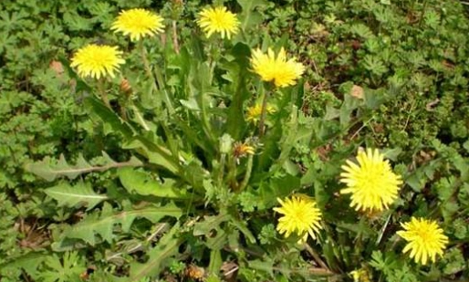蒲公英副作用