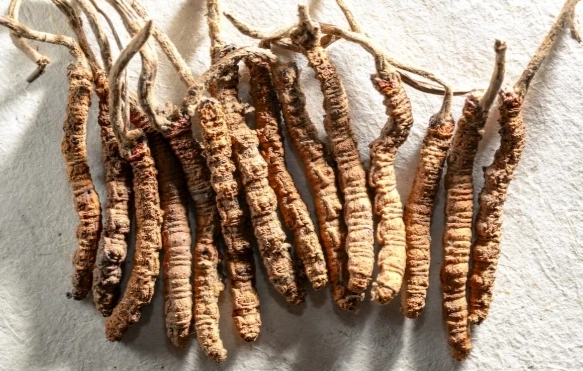 冬蟲夏草健康風險 冬蟲夏草健康風險