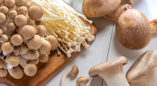 菇類營養分類