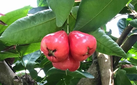 蓮霧壞處 蓮霧壞處