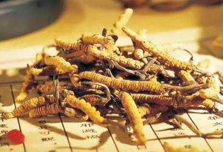 冬蟲夏草怎麼吃 冬蟲夏草怎麼吃