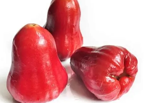 蓮霧壞處 蓮霧壞處