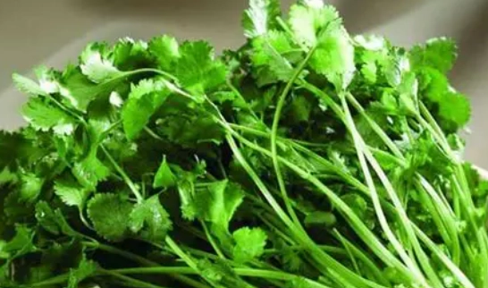 香菜食用禁忌