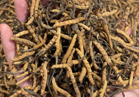 冬蟲夏草健康風險 冬蟲夏草健康風險