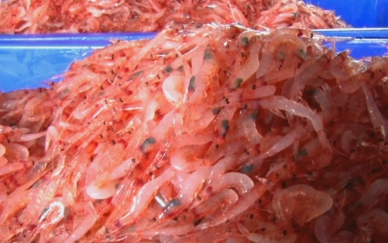 櫻花蝦食用風險