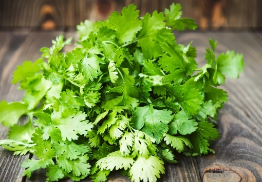 芫荽副作用