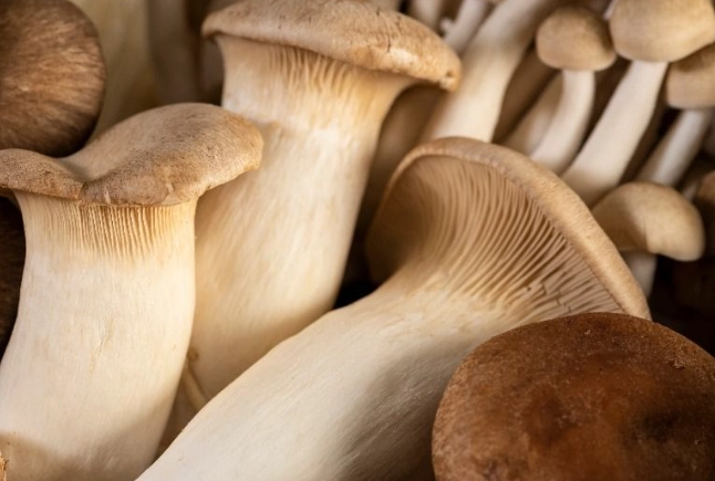 吃菇類壞處 吃菇類壞處