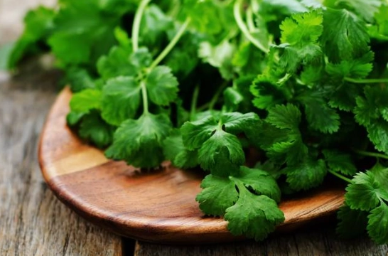 香菜食用禁忌