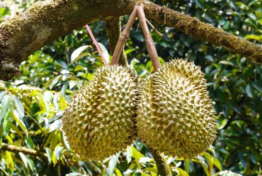 榴槤好處男性健康