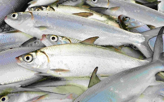 虱目魚食用注意 虱目魚食用注意