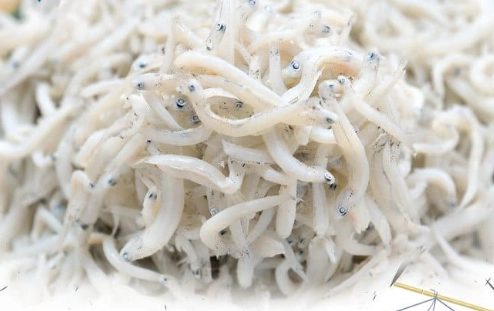 吻仔魚健康風險 吻仔魚健康風險