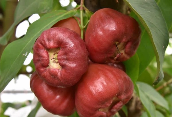 蓮霧每日建議攝取量