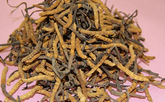 冬蟲夏草最佳服用時機 冬蟲夏草最佳服用時機