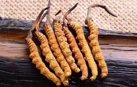 冬蟲夏草副作用