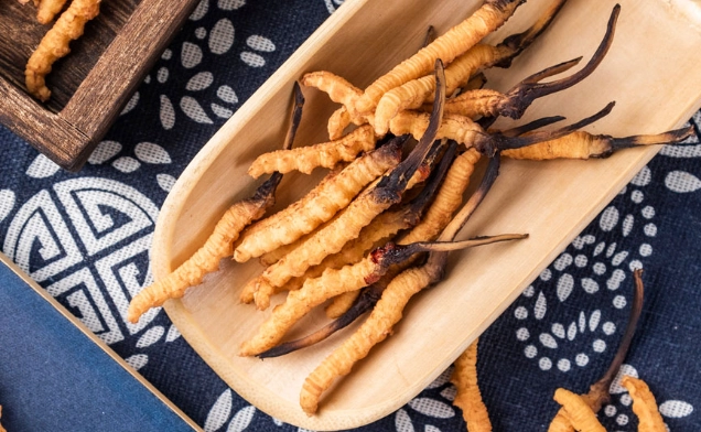 冬蟲夏草最佳服用時機 冬蟲夏草最佳服用時機