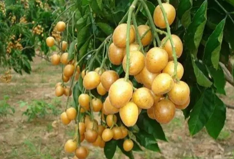 黃皮咳功效 黃皮咳功效