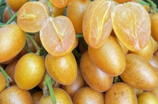 黃皮咳功效 黃皮咳功效