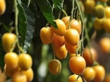 黃皮果功效 黃皮果功效