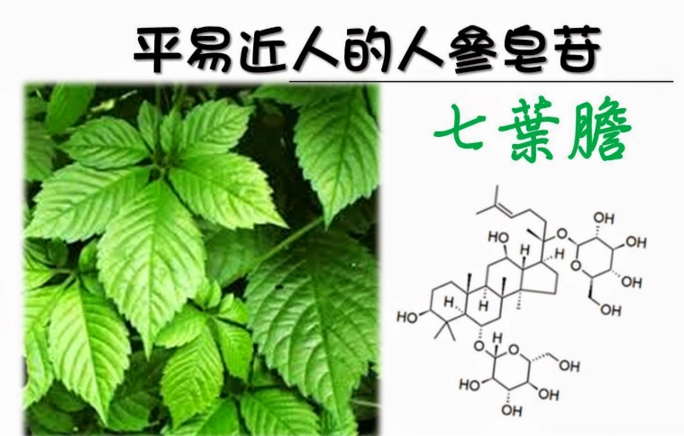 七葉膽安全使用 七葉膽安全使用