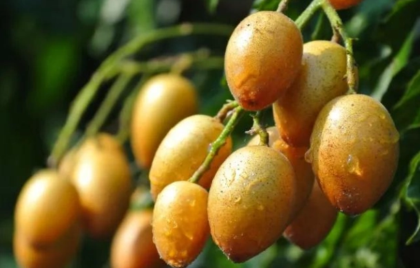 自製浸黃皮食譜 自製浸黃皮食譜