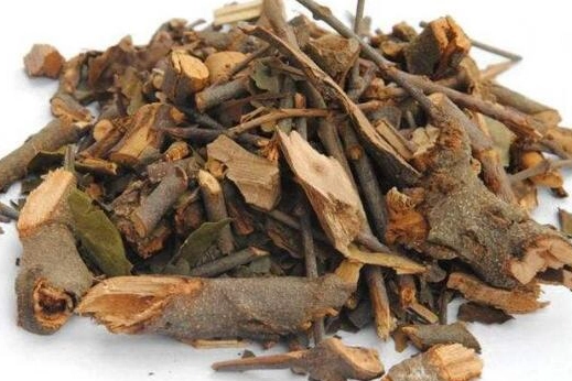 桑寄生茶副作用