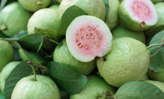 芭樂糖分 芭樂糖分