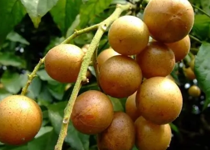 黃果皮營養價值 黃果皮營養價值