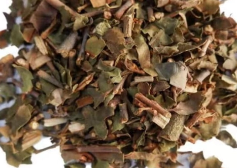 桑寄生茶保存 桑寄生茶保存