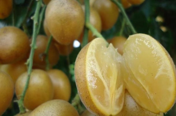 黃皮果是什麼 黃皮果是什麼