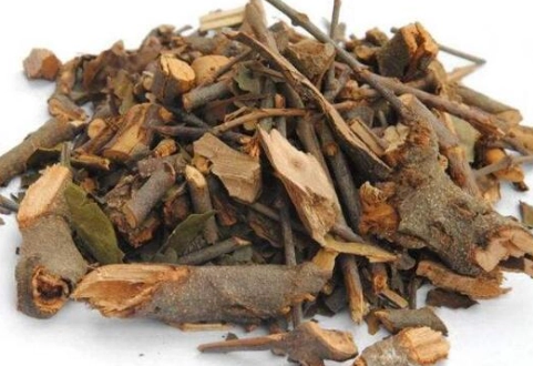 桑寄生茶隔夜 桑寄生茶隔夜