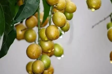 黃皮果功效 黃皮果功效