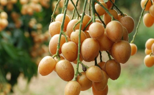 黃皮果是什麼 黃皮果是什麼