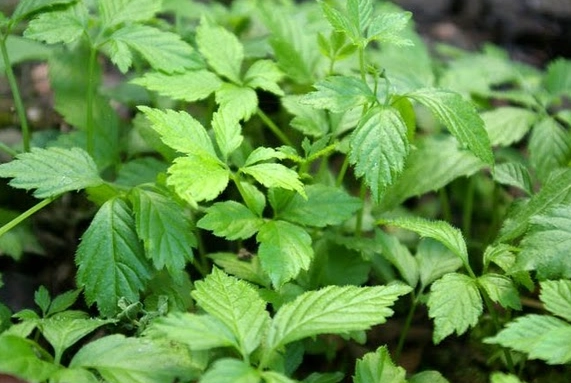 七葉膽副作用 七葉膽副作用