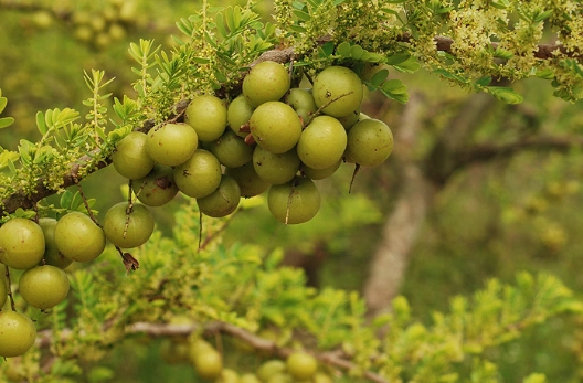 油甘子茶包推薦