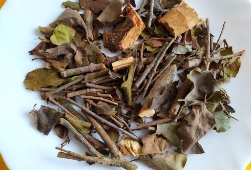 桑寄生茶副作用