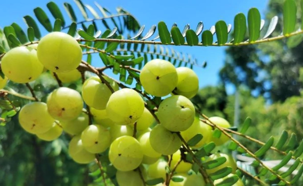 油甘子汁好處 油甘子汁好處