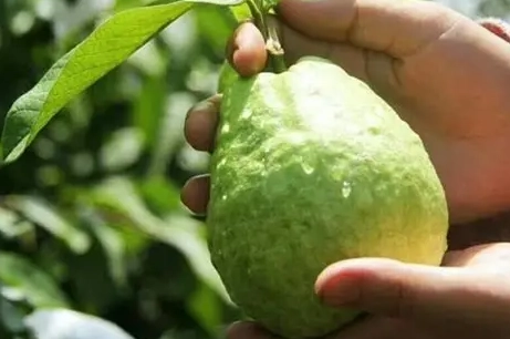 番石榴糖尿病飲食 番石榴糖尿病飲食