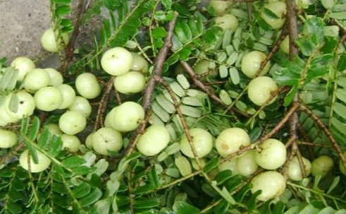 油甘果食用方法